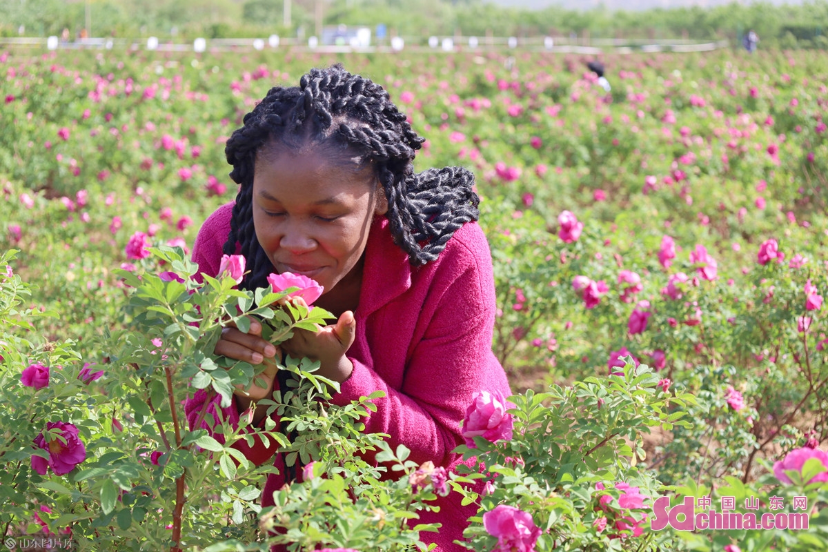 手制鲜花饼 流连芳菲丛 外国友人打卡“中国玫瑰之都”