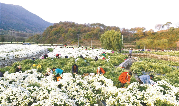 湖北麻城纯阳山村：一朵菊花富了全村人_fororder_01