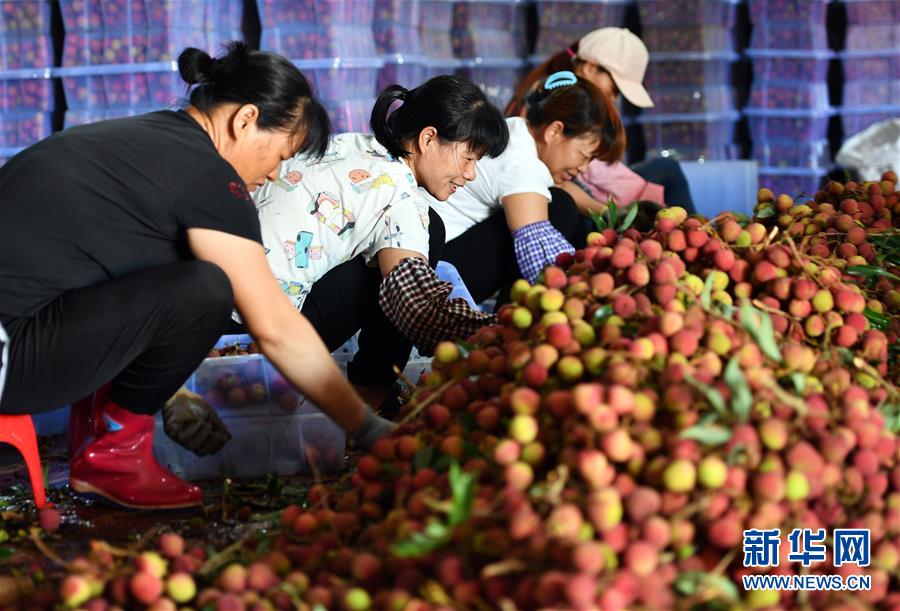 海口：荔枝熟了