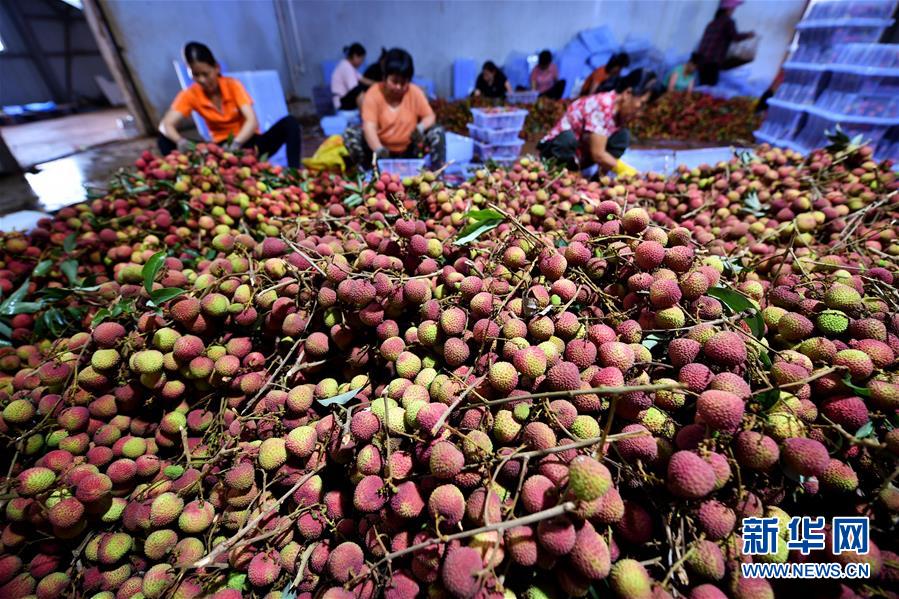 海口：荔枝熟了