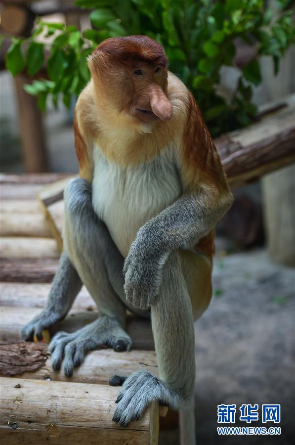 当日,中国首次引进的印度尼西亚6只长鼻猴在广州长隆野生动物世界与