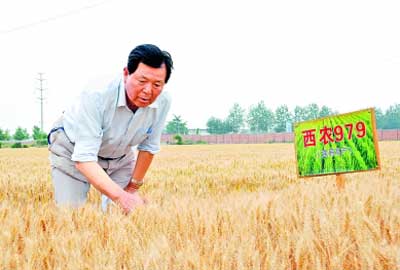 小麦育种专家王辉：麦田里的追梦者