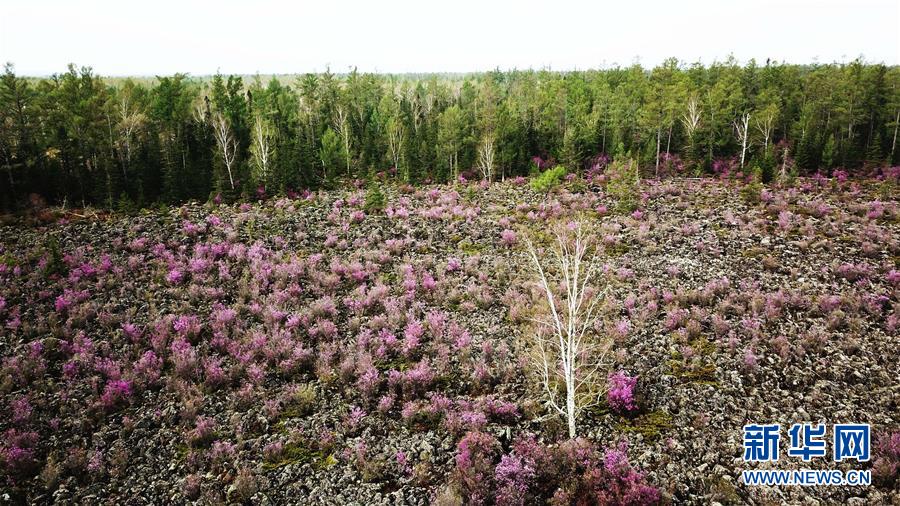黑龙江伊春：杜鹃花海迎客来