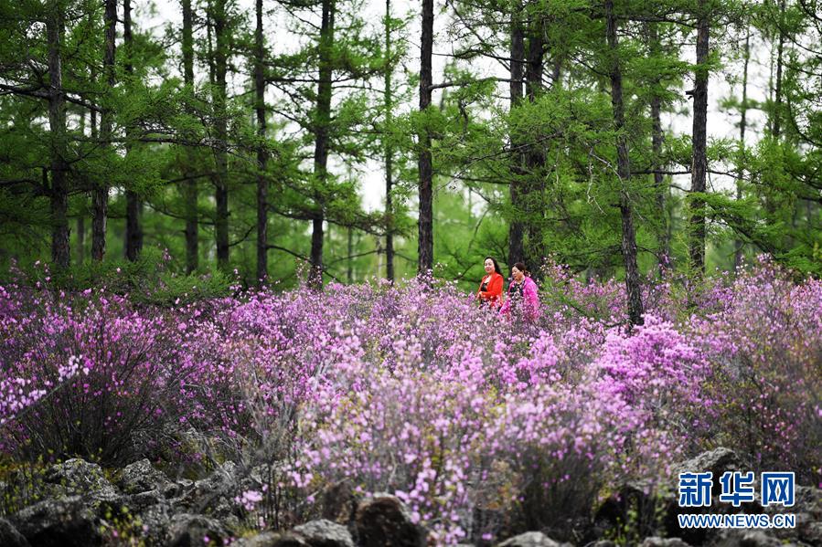 黑龙江伊春：杜鹃花海迎客来