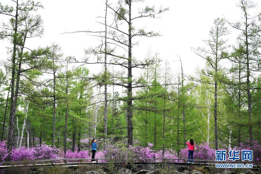 黑龙江伊春：杜鹃花海迎客来