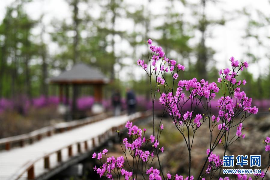 黑龙江伊春：杜鹃花海迎客来