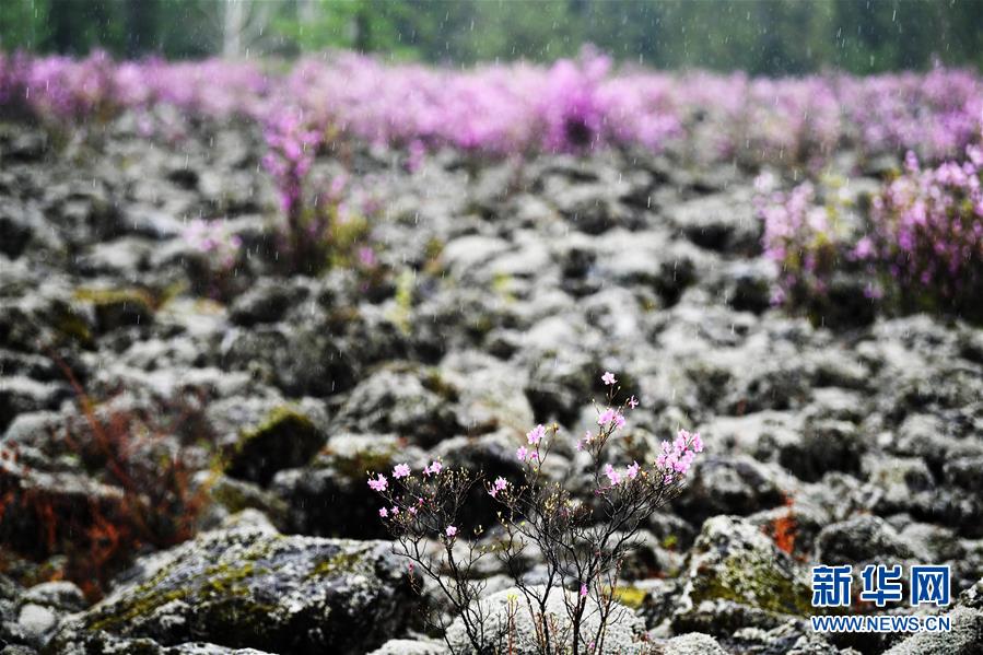 黑龙江伊春：杜鹃花海迎客来