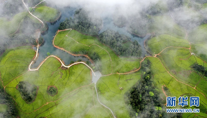 湖北鹤峰：茶海连天景如画