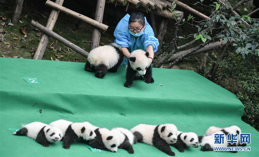 成都：今年新生大熊猫宝宝集体亮相