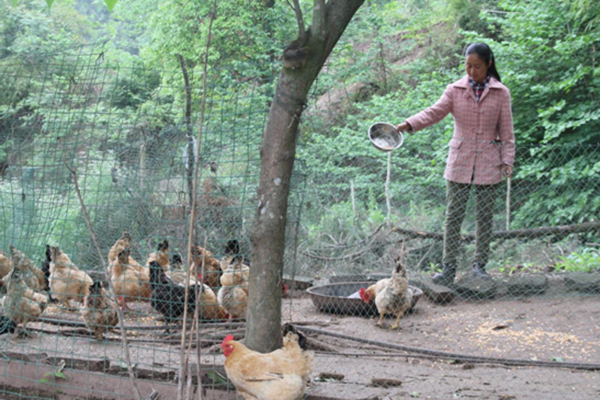 “遂宁市脱贫榜样”陈平：党的关怀脱贫致富 回报社会谢党恩_fororder_陈平的小家禽养殖场（摄影-叶林）