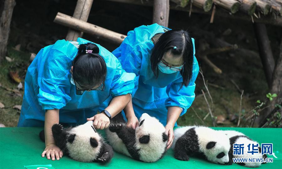 成都：今年新生大熊貓寶寶集體亮相