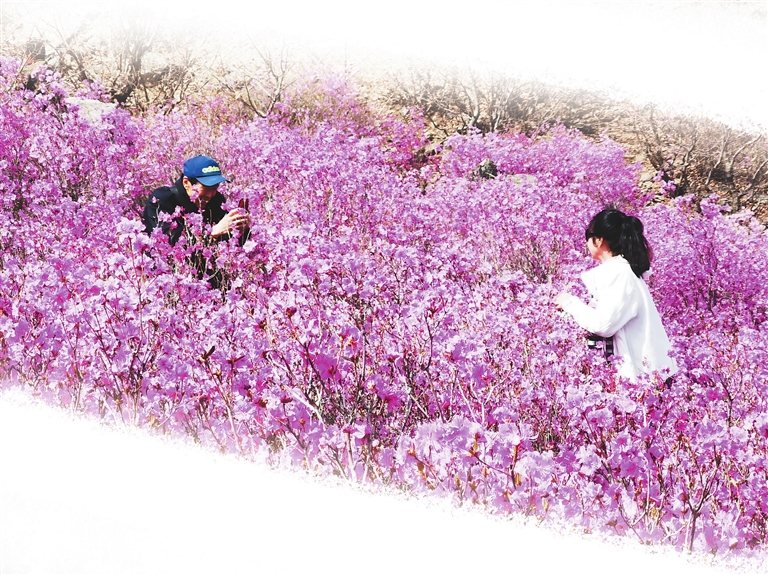 龍江縣杜鵑花節開幕