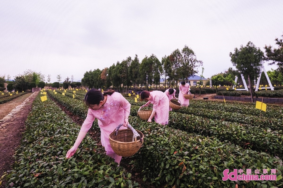 山东日照：荒山丘陵变身渔业茶旅文创园