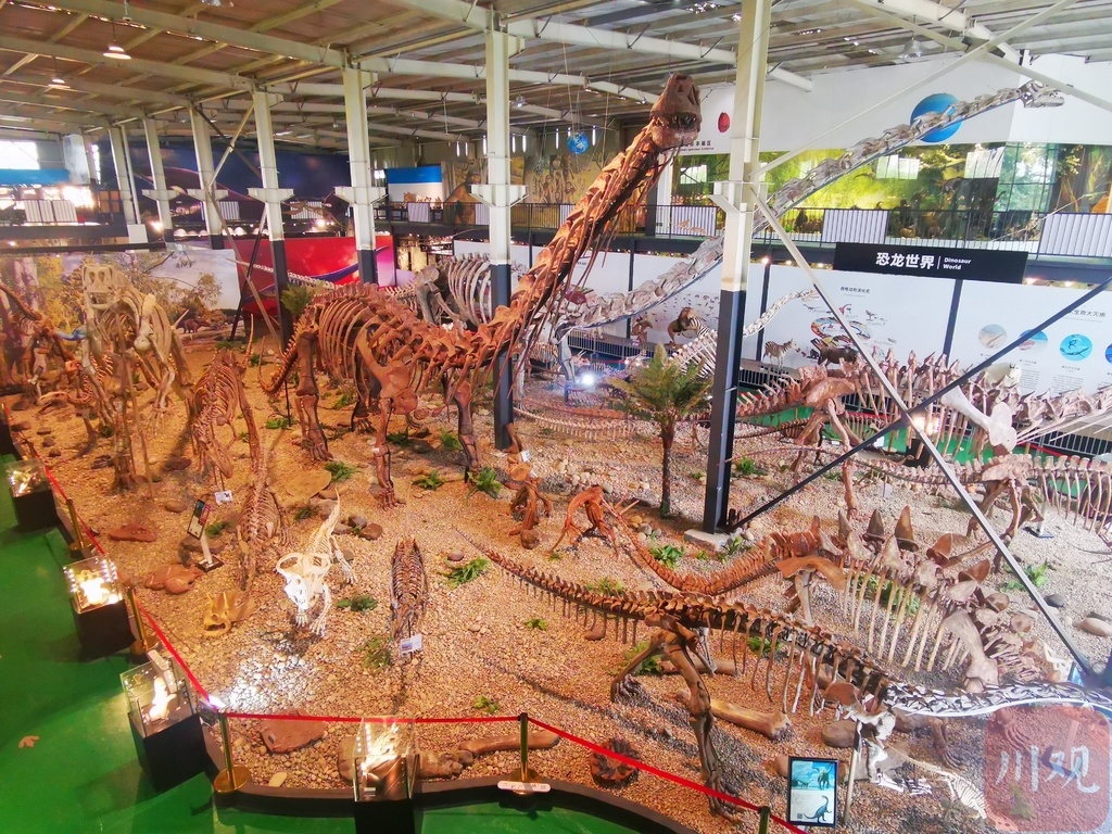 （轉載）世界之最！崇州這家博物館裏藏著一條身長近40米的化石恐龍