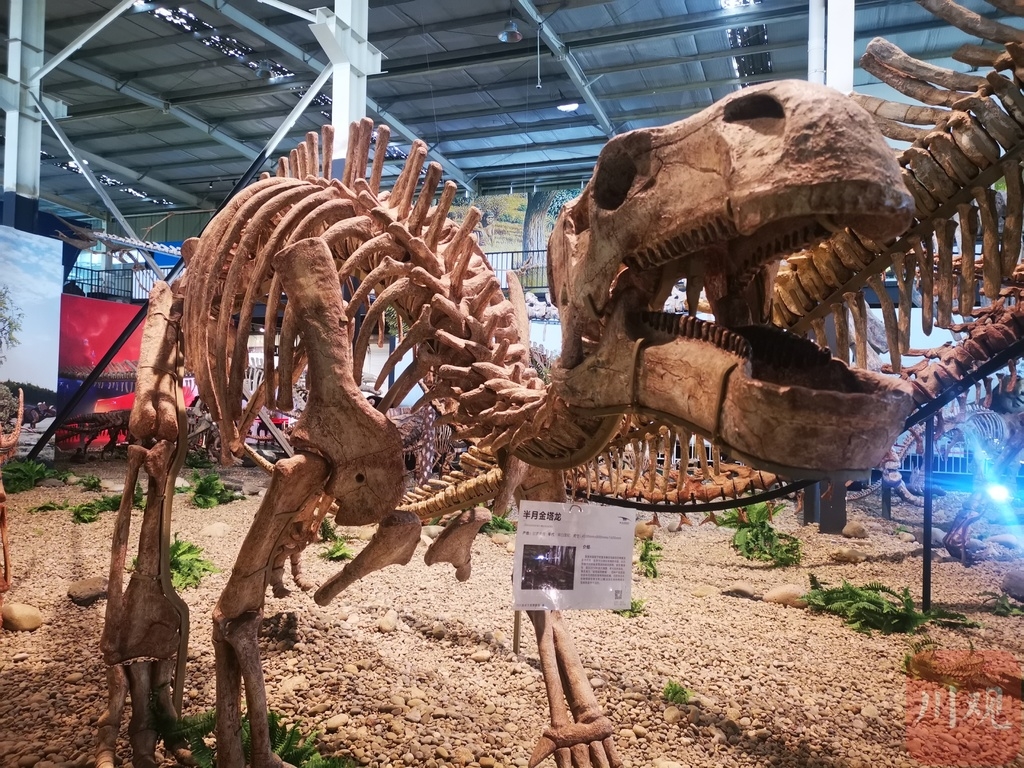 （轉載）世界之最！崇州這家博物館裏藏著一條身長近40米的化石恐龍