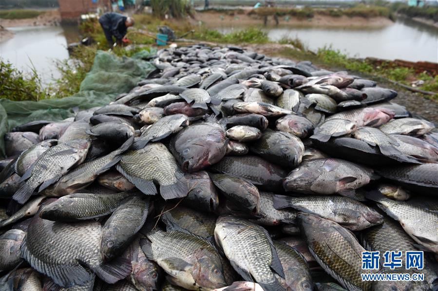 廣西：寒潮致10萬斤羅非魚死亡