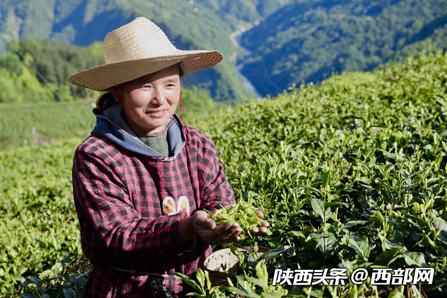 第二届陕西网上茶博会开幕 首推镇巴高山有机富硒茶