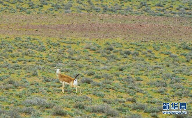 Skrol Lukisan Ekologi Kalamaili Xinjiang_fororder_33