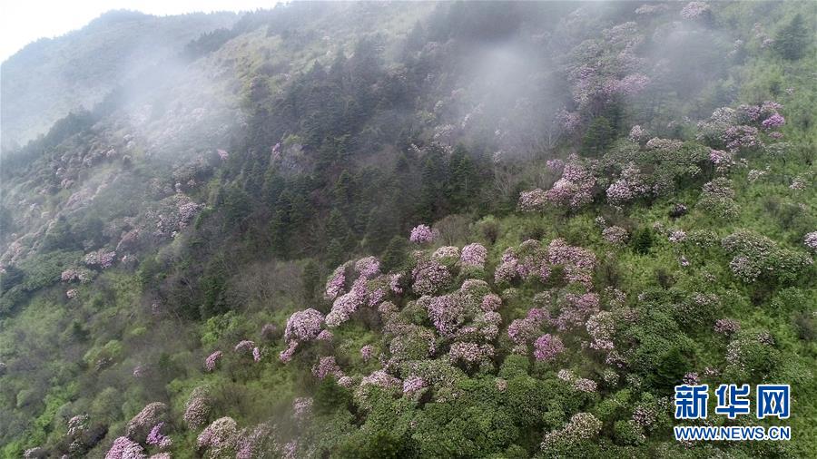 神农架国家公园:从开山伐木到全面保护