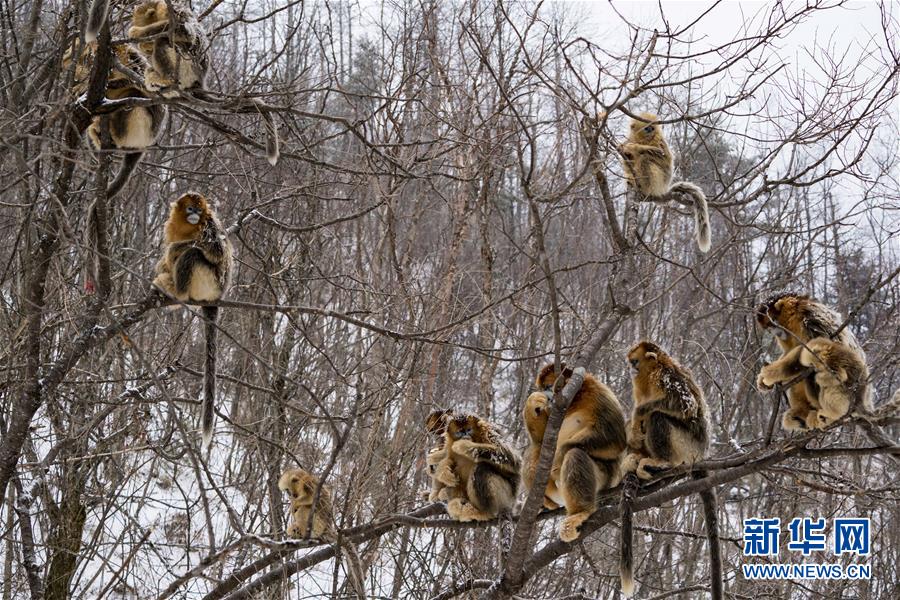 神农架国家公园:从开山伐木到全面保护