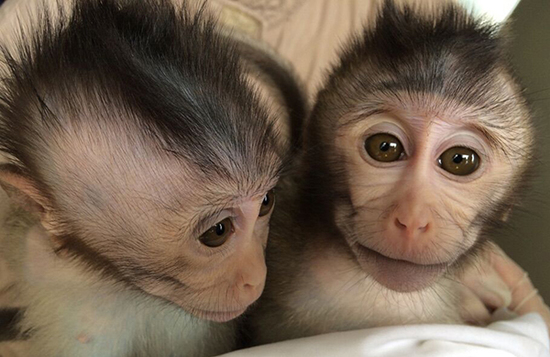 美媒:中国科学家培育出转基因猴子 助治疗自闭症