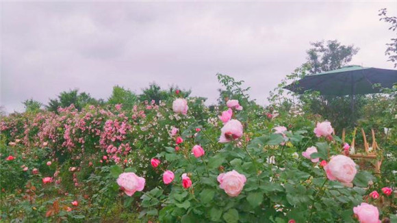 【城市远洋】千种玫瑰绽放 到巴南赏花海