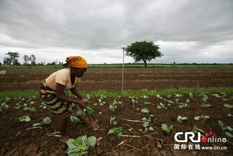 Sin Na Kokarin Taimakawa Afrika Samar Da Isashen Hatsi_fororder_src=http___y2.ifengimg.com_news_spider_dci_2014_01_a27c89870f31d30a072a9392fd30ac57&refer=http___y2.ifengimg
