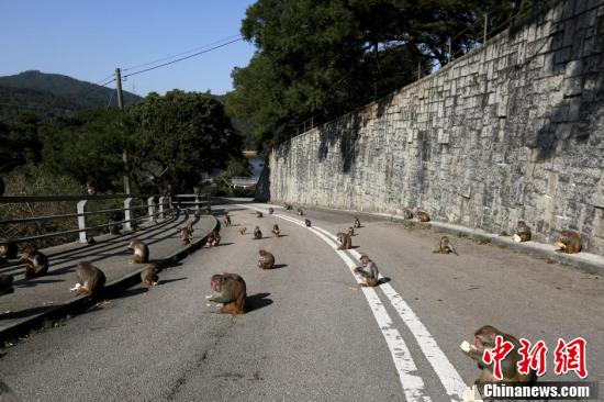 香港公园猴子结伴晒太阳 遍及马路旁若无人