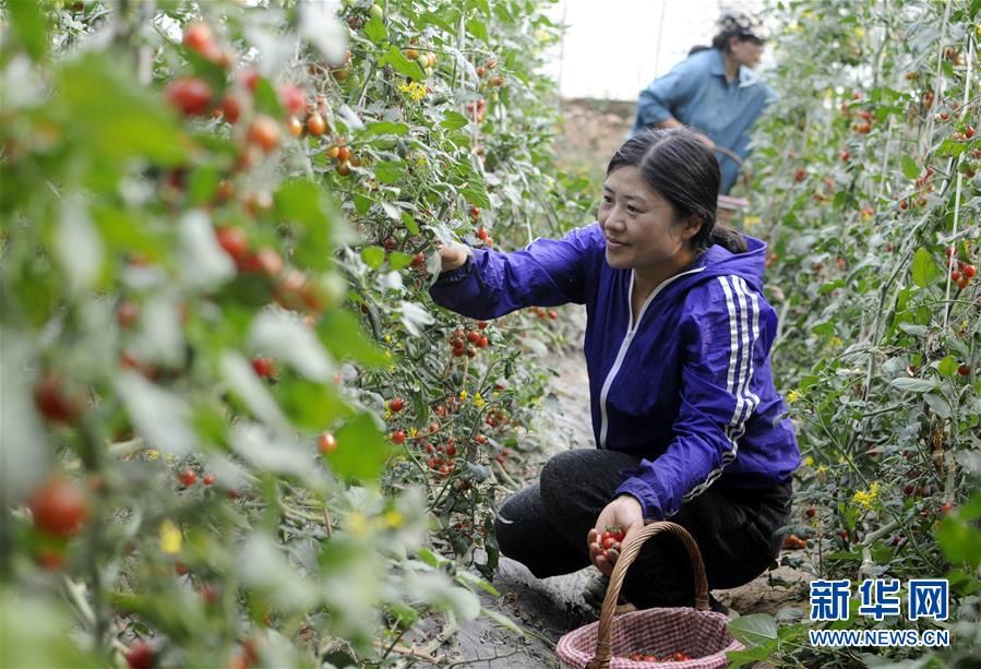河北巨鹿：特色种植促农增收