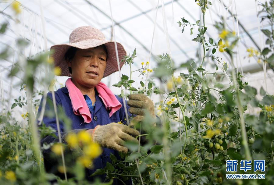 河北巨鹿：特色种植促农增收