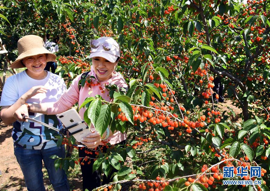 山东青岛：樱桃丰收 采摘助农