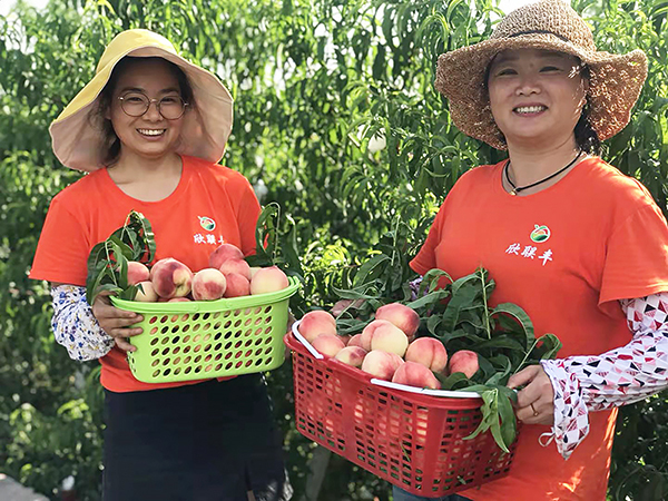 自贡市沿滩区欣联丰第二届水蜜桃采摘节开始_fororder_1水蜜桃采摘现场