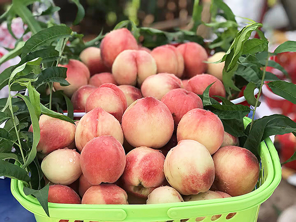 自贡市沿滩区欣联丰第二届水蜜桃采摘节开始_fororder_2采摘的水蜜桃