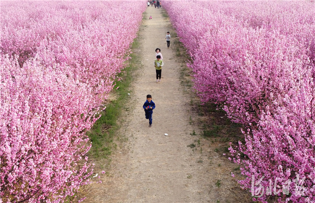 河北石家莊：賞花踏青春意濃