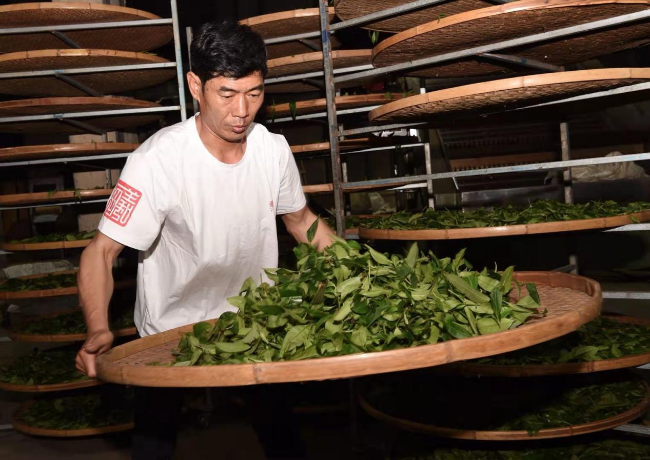 【待三審 流金歲月】閩北名優茶示範基地成功再現武夷岩茶傳統製作工藝_fororder_圖片29