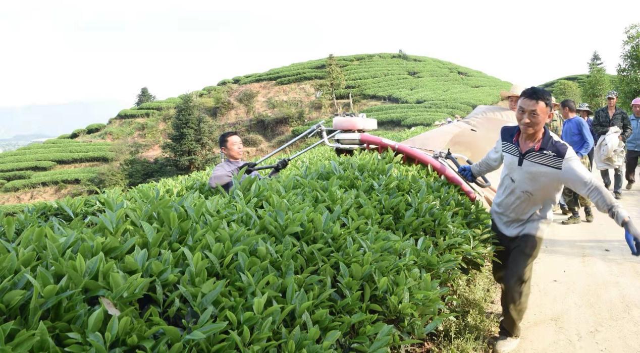 【待三審 流金歲月】閩北名優茶示範基地成功再現武夷岩茶傳統製作工藝_fororder_圖片28