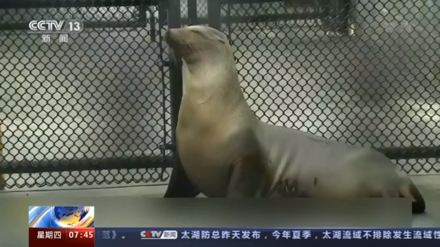 美国南加州海底惊现2万多桶状物 疑含杀虫剂的工业废料