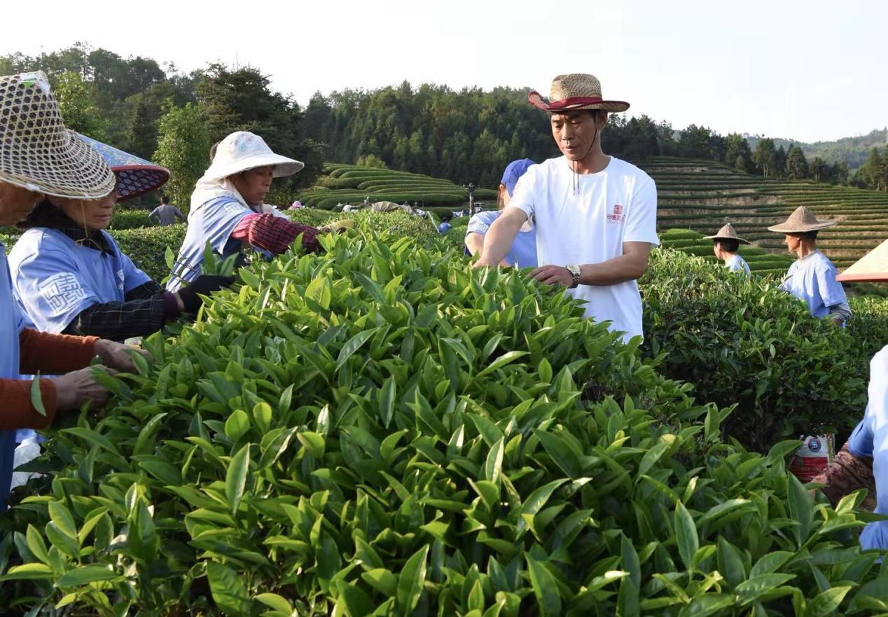 【待三審 流金歲月】閩北名優茶示範基地成功再現武夷岩茶傳統製作工藝_fororder_圖片27