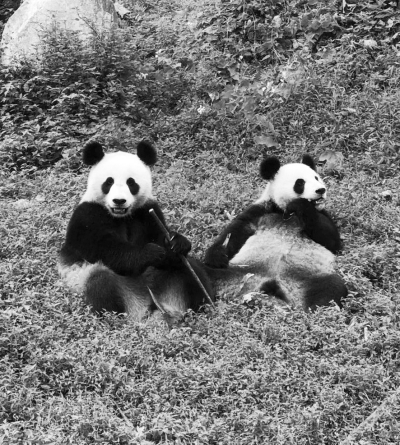 （旅游）“红山”熊猫公寓升级 3只大熊猫来南京