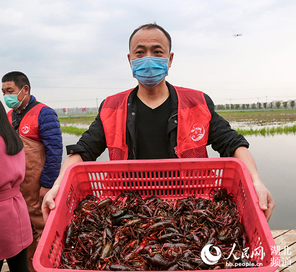 茶藕飄香龍蝦跳 湖北“雲上春耕”忙