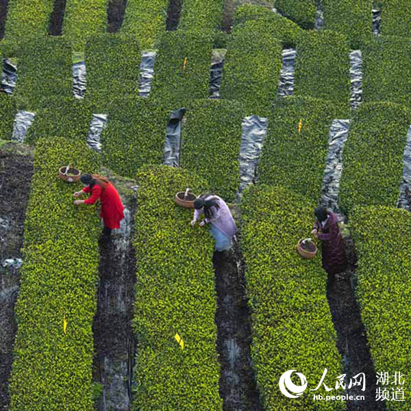 復工復産地方策：茶藕飄香龍蝦跳 湖北“雲上春耕”忙