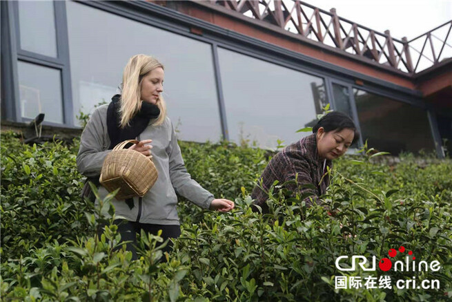 中国内外のネットインフルエンサー、「信陽毛尖」の産地を訪れる_fororder_ｆ１