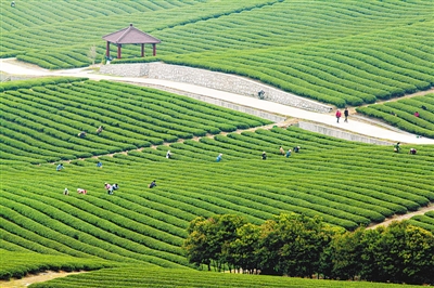 阳羡故里茶色青