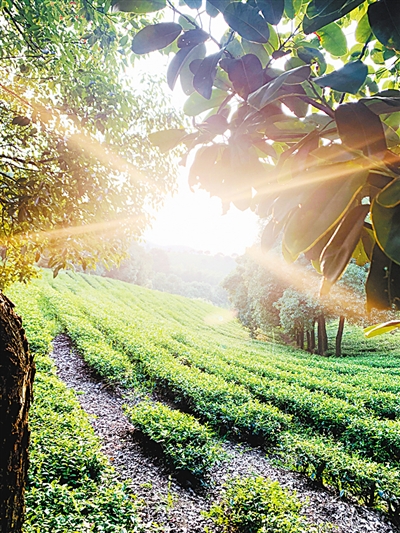 阳羡故里茶色青