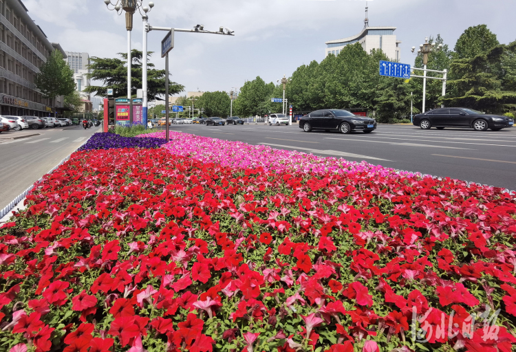 河北石家庄：鲜花扮靓街道