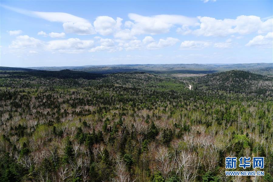 走进黑龙江小兴安岭石林国家森林公园