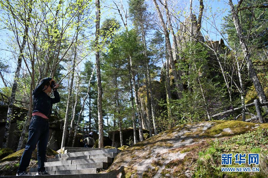 走进黑龙江小兴安岭石林国家森林公园