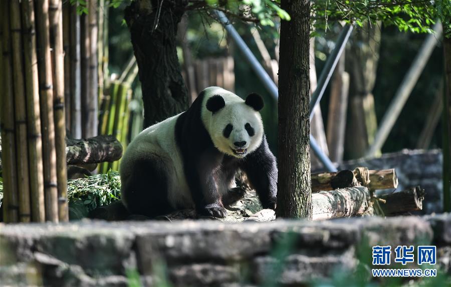 旅美大熊猫“白云”“小礼物”回到家乡四川