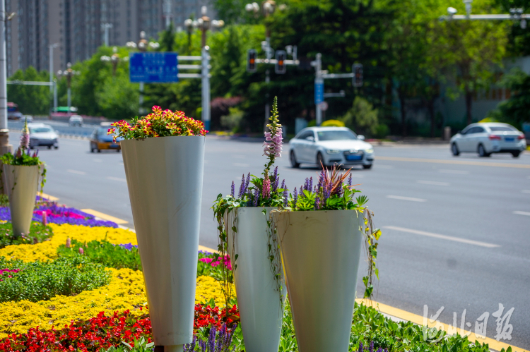 河北石家莊：鮮花扮靚街道