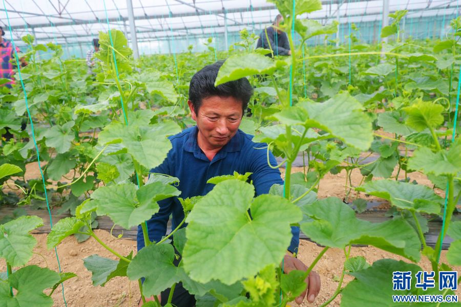 信陽市光山縣：“大棚蔬菜”鼓起農民“錢袋子”